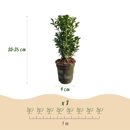 Buitenplant 8x Buxus sempervirens - Haagplant - Pot Ø 9cm Hoogte ↕ 20-25cm