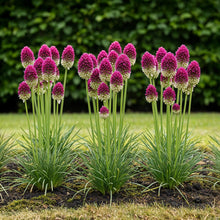 Buitenplant 100x Allium Sphaerocephalon - Bloeiend - Bolmaat 5/6