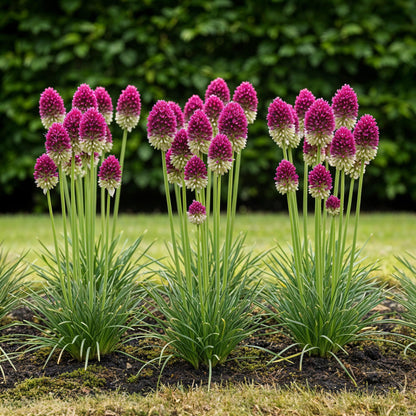 Buitenplant 100x Allium Sphaerocephalon - Bloeiend - Bolmaat 5/6