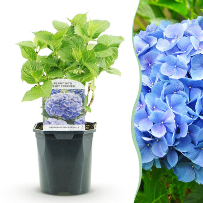 Buitenplant - Hydrangea macrophylla Blue - Bloem Blauw - Pot Ø 17cm Hoogte ↕ 30cm