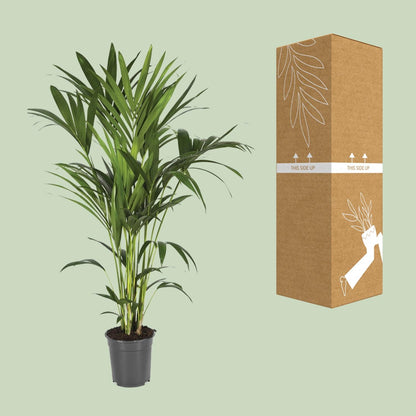 XL kamerplant - Howea Forsteriana - Pot Ø 21cm Hoogte ↕ 120cm