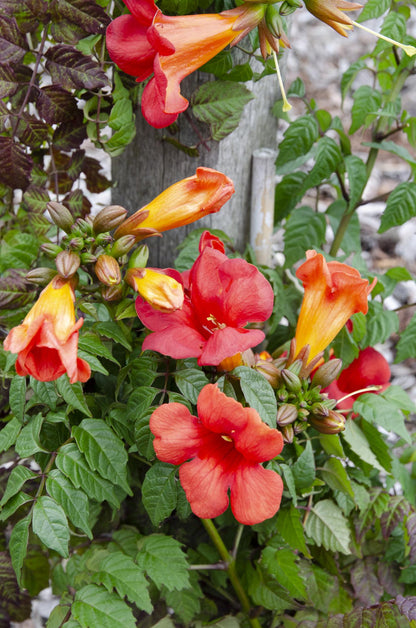 Buitenplant 2x Campsis Summer Jazz 'Fire Trumpet' - Bloeiend - Pot Ø 15cm Hoogte ↕ 65cm