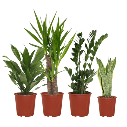 Kamerplant - Makkelijke plantenbox - 4 kamerplanten - Diverse hoogtes - Pot Ø 14-17cm