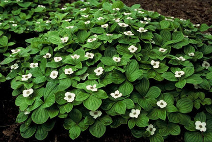 Buitenplant 48x Cornus canadensis - Bloeiend - Pot Ø 9cm Hoogte ↕ 10-25cm