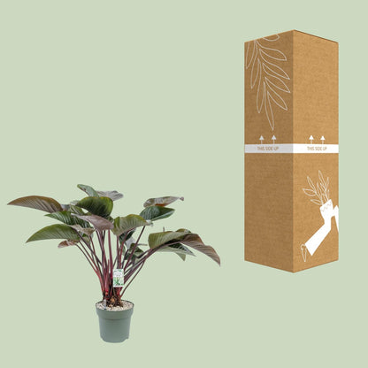 XL kamerplant - Philodendron Red Beauty - Pot Ø 30cm Hoogte ↕ 110cm