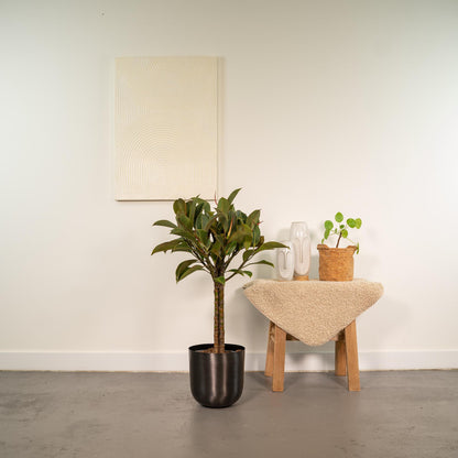 Kamerplant - Ficus elastica Melany stam - Inclusief sierpot - Pot Ø 21cm Hoogte ↕ 90cm