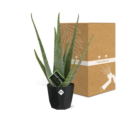 Kamerplant - Aloe Vera - Pot Ø 14cm Hoogte ↕ 12cm