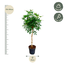 XL Kamerplant - Schefflera op stam - Pot Ø 30cm Hoogte ↕ 170cm