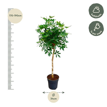 XL Kamerplant - Schefflera op stam - Pot Ø 30cm Hoogte ↕ 170cm