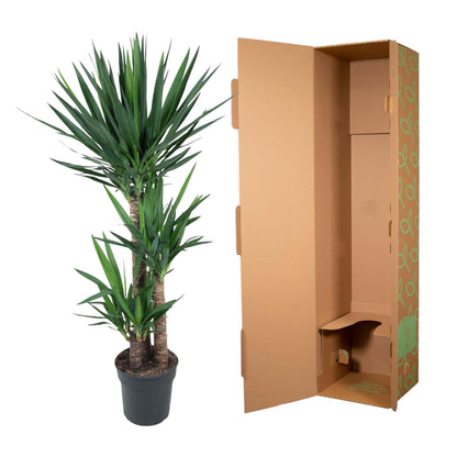 XL kamerplant - Yucca Elephantipes - Pot Ø 24cm Hoogte ↕ 140cm