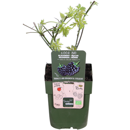 Buitenplant - Rubus fruticosus 'Thornless Evergreen' - Doornloze Braam - Pot Ø 13cm Hoogte ↕ 45cm