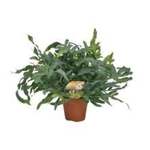 Kamerplant - Phlebodium Blue Star - Pot Ø 17cm Hoogte ↕ 60cm