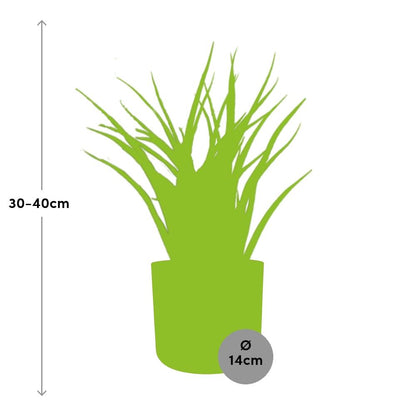 Kamerplant - Sansevieria Fernwood Punk - Pot Ø 14cm