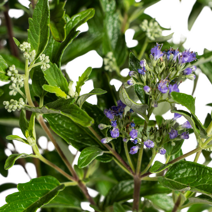 Buitenplant - Caryopteris x Clandonensis - Bloeiend - Pot Ø 19cm Hoogte ↕ 40-50cm