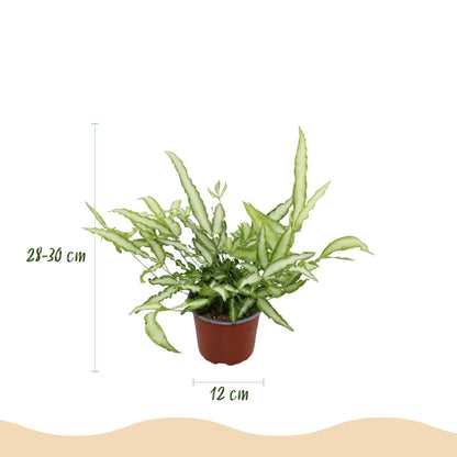 Kamerplant - Pteris cretica Albolineata - Lintvaren - Pot Ø 12cm Hoogte ↕ 20cm