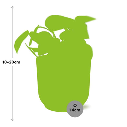 Kamerplant - Scindapsus Pictus 'Trebie' - Pot Ø 14cm