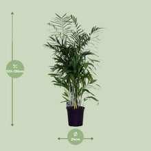Kamerplant - Chamaedorea Seifrizii - Luchtzuiverend - Pot Ø 24cm Hoogte ↕ 140cm