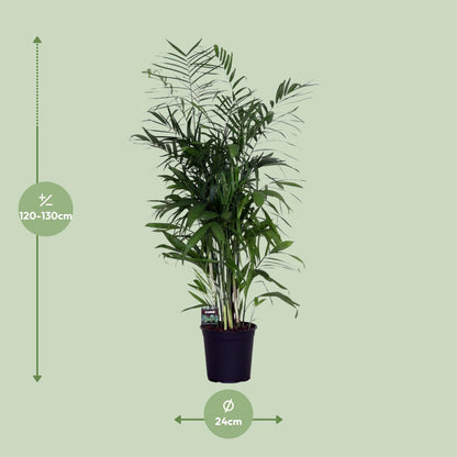 Kamerplant - Chamaedorea Seifrizii - Luchtzuiverend - Pot Ø 24cm Hoogte ↕ 140cm