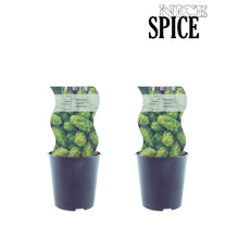 Buitenplant 2x Humulus Westbrau (Hop) - Pot Ø 12cm Hoogte ↕ 30cm