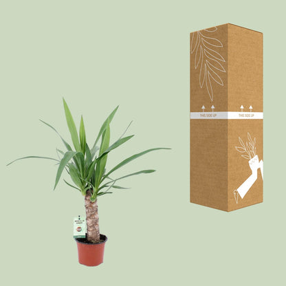 Kamerplant - Yucca - Pot Ø 12cm Hoogte ↕ 50cm