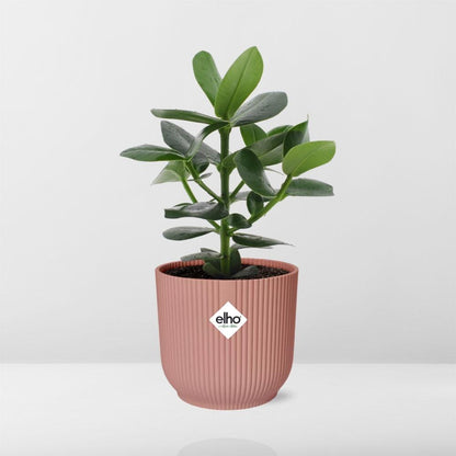 Kamerplant - Clusia Princess - Pot Ø 14cm