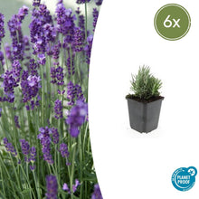 Buitenplant 6x Lavandula ang. 'Dwarf Blue' - Bloeiend - Pot Ø 9cm Hoogte ↕ 10-25cm