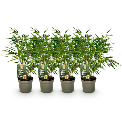 Buitenplant 4x Fargesia rufa - Bladhoudend, Niet Woekerend - Pot Ø 17cm Hoogte ↕ 60cm
