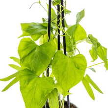 Buitenplant 4x Ipomoea Tricolor Heavenly Blue - Klimplant - Pot Ø 13cm Hoogte ↕ 60cm