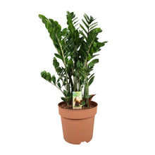 XL kamerplant - Zamioculcas Zamiifolia - Luchtzuiverend - Pot Ø 30cm Hoogte ↕ 110cm