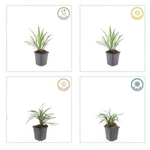 Buitenplant 12x Liriope muscari 'Ingwersen' - Pot Ø 9cm Hoogte ↕ 10-25cm