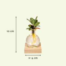 Kamerplant - Calathea in Glas met LED Verlichting - Pot Ø 12cm Hoogte ↕ 10cm
