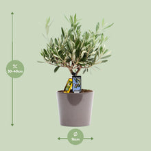 Kamerplant - Olea europaea (olijfboom) - Pot Ø 16cm Hoogte ↕ 35cm