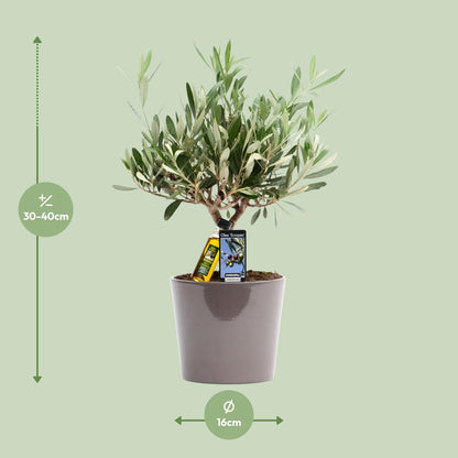 Kamerplant - Olea europaea (olijfboom) - Pot Ø 16cm Hoogte ↕ 35cm