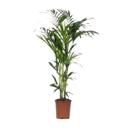 XL kamerplant - Howea - Pot Ø 24cm Hoogte ↕ 140cm