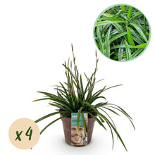 Buitenplant 4x Carex morrowii 'Irish Green' - Bladhoudend - Pot Ø 17cm Hoogte ↕ 50cm