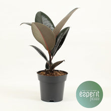 Kamerplant - Ficus Elastica Abidjan - Pot Ø 14cm Hoogte ↕ 45cm