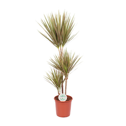 XL kamerplant - Dracaena Bicolor - Pot Ø 24cm Hoogte ↕ 115cm