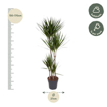 XL Kamerplant - Dracaena Marginata - Luchtzuiverend - Pot Ø 27cm Hoogte ↕ 180cm