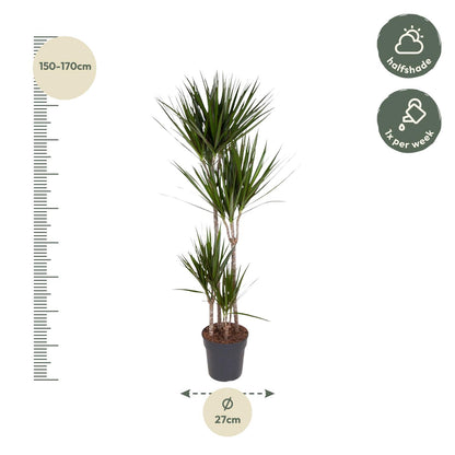 XL Kamerplant - Dracaena Marginata - Luchtzuiverend - Pot Ø 27cm Hoogte ↕ 180cm