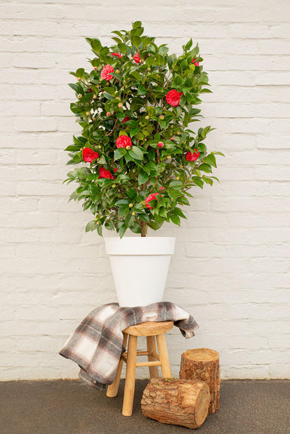 Buitenplant - Camellia japonica 'Black Lace' - Bloeiend - Pot Ø 19cm Hoogte ↕ 65cm