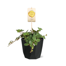 Kamerplant - Peperomia 'Hope' - Pot Ø 14cm
