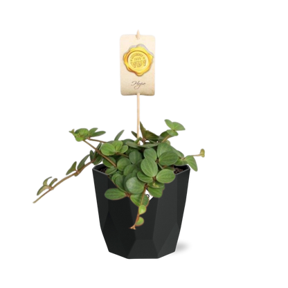 Kamerplant - Peperomia 'Hope' - Pot Ø 14cm