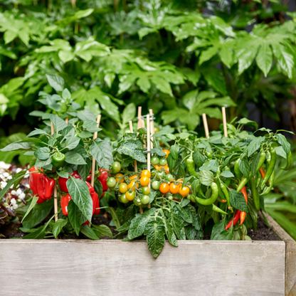 Buitenplant - Rode plukgroente mix - Cherry tomaat, Snack paprika & Hete peper - Pot Ø 14cm Hoogte ↕ 45cm