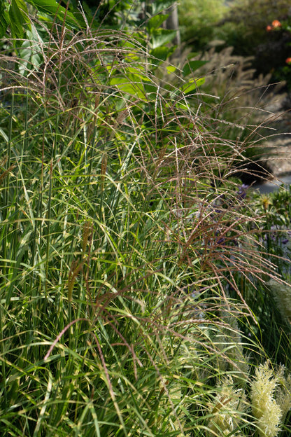 Buitenplant - Miscanthus sinensis Strictus - Pot Ø 23cm Hoogte ↕ 60cm