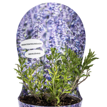 Buitenplant - Perovskia Atriplicifolia - Bloeiend - Pot Ø 19cm Hoogte ↕ 30-40cm
