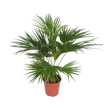 Kamerplant - Livistona Chinensis - Pot Ø 24cm Hoogte ↕ 150cm