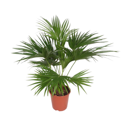 Kamerplant - Livistona Chinensis - Pot Ø 24cm Hoogte ↕ 150cm