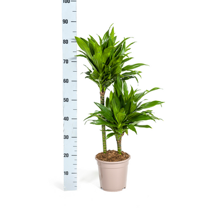 Kamerplant - Dracaena Deremensis Green Jewel - Luchtzuiverend - Pot Ø 19cm Hoogte ↕ 70-90cm