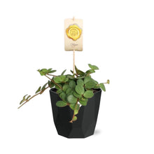 Kamerplant - Peperomia 'Hope' - Pot Ø 14cm