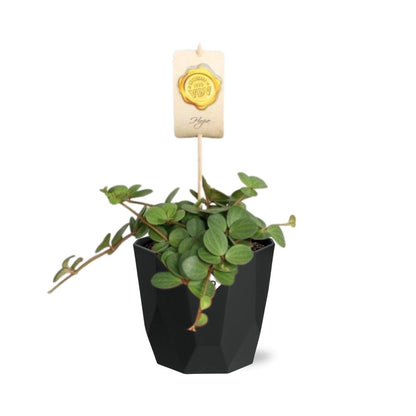 Kamerplant - Peperomia 'Hope' - Pot Ø 14cm